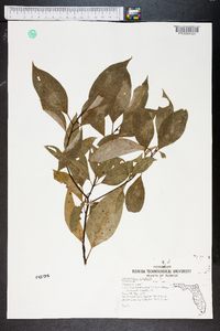 Cinnamomum camphora image