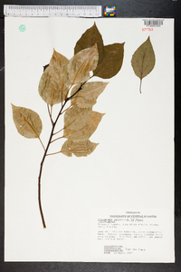 Cinnamomum camphora image