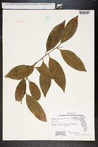 Ocotea coriacea image