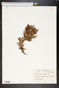 Platycladus orientalis image