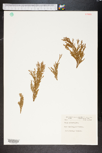 Thuja plicata image