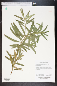 Podocarpus macrophylla image