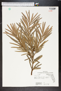Podocarpus chinensis image