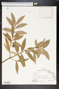 Podocarpus nagi image