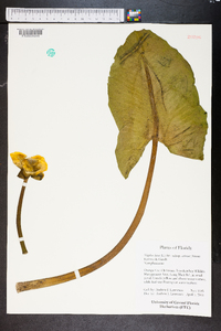 Nelumbo lutea image