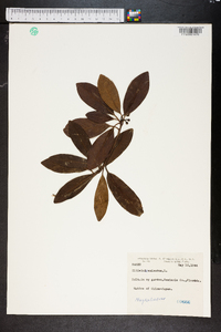 Illicium anisatum image