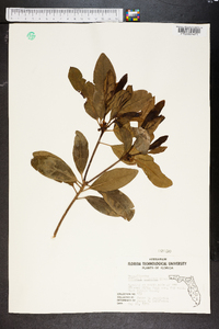 Illicium anisatum image