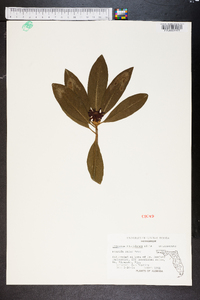 Illicium floridanum image