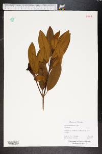 Illicium floridanum image