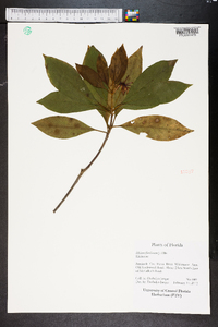 Illicium floridanum image