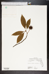 Illicium floridanum image