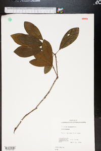 Illicium parviflorum image