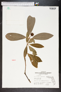 Illicium parviflorum image