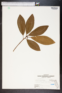 Illicium parviflorum image