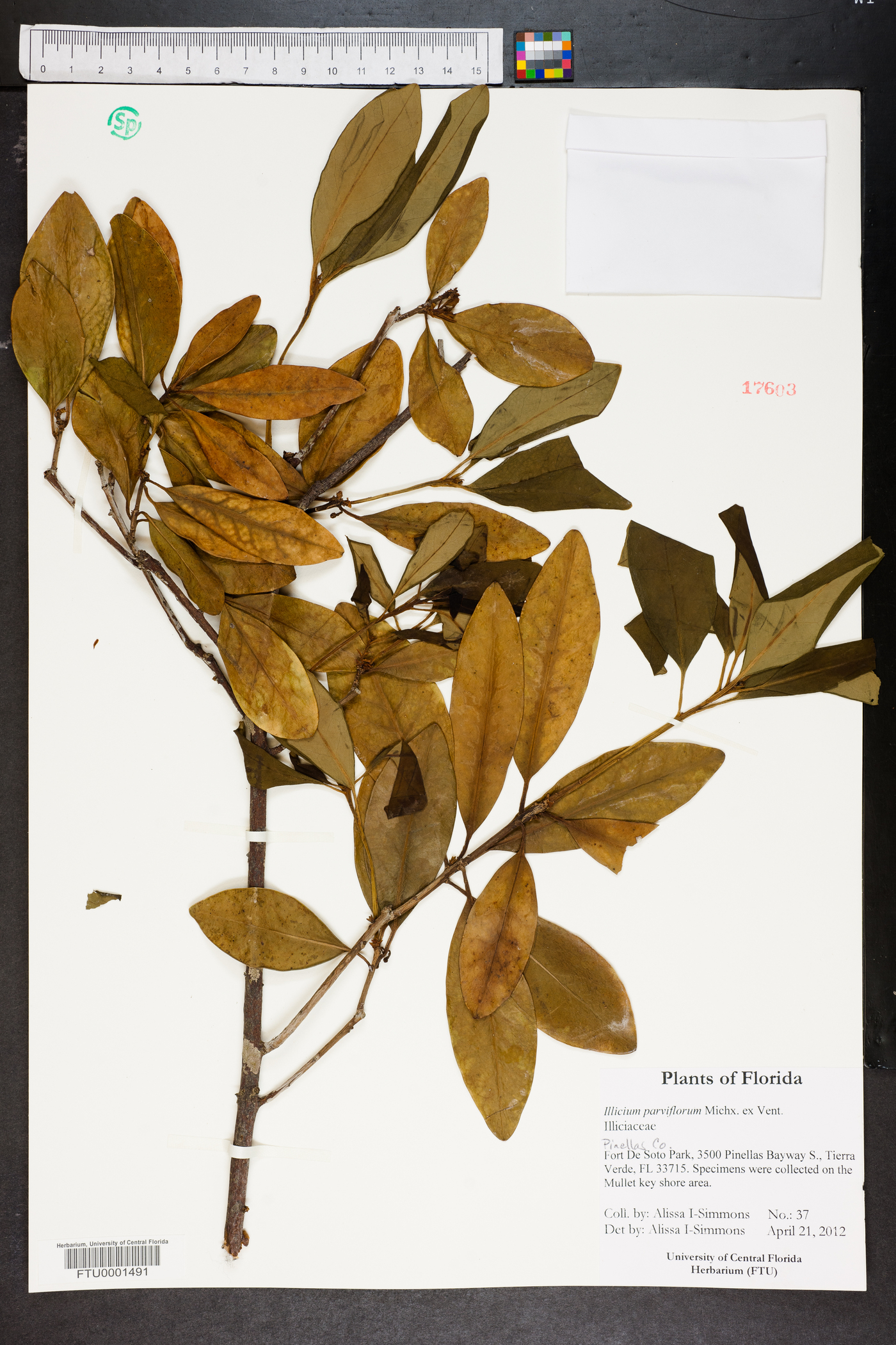 Illicium parviflorum image