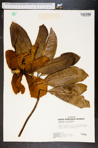 Magnolia grandiflora image