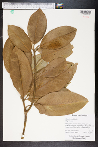 Magnolia grandiflora image