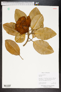 Magnolia grandiflora image