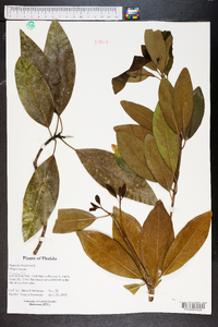 Magnolia virginiana image