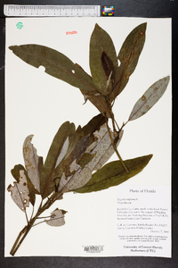 Magnolia virginiana image