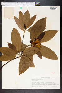 Magnolia virginiana image