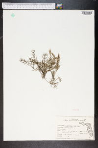 Ceratophyllum demersum image