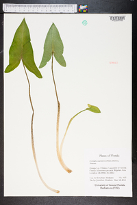 Peltandra sagittifolia image