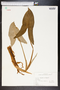 Peltandra sagittifolia image