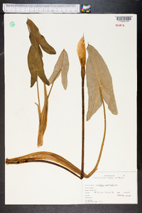 Peltandra sagittifolia image