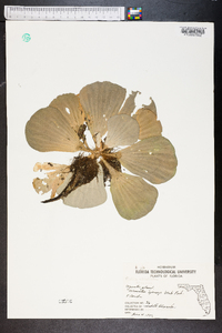 Pistia stratiotes image