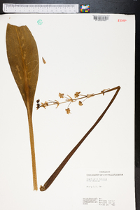 Sagittaria falcata image