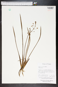 Sagittaria graminea image