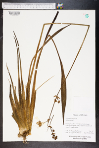 Sagittaria lancifolia image