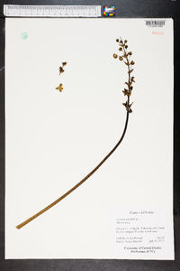 Sagittaria lancifolia image