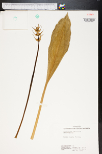 Sagittaria lancifolia image