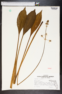 Sagittaria lancifolia image