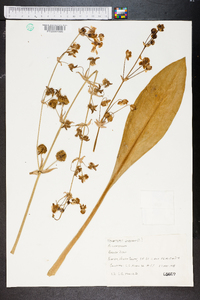 Sagittaria lancifolia image