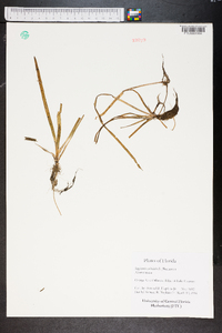 Sagittaria subulata image