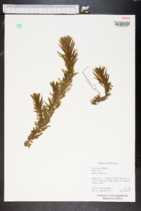 Elodea densa image