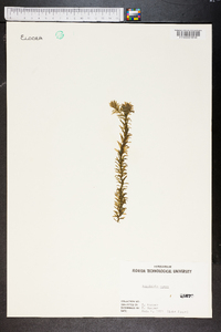 Elodea densa image