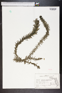 Hydrilla verticillata image