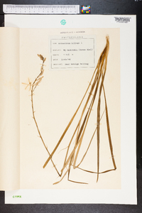 Anthericum liliago image