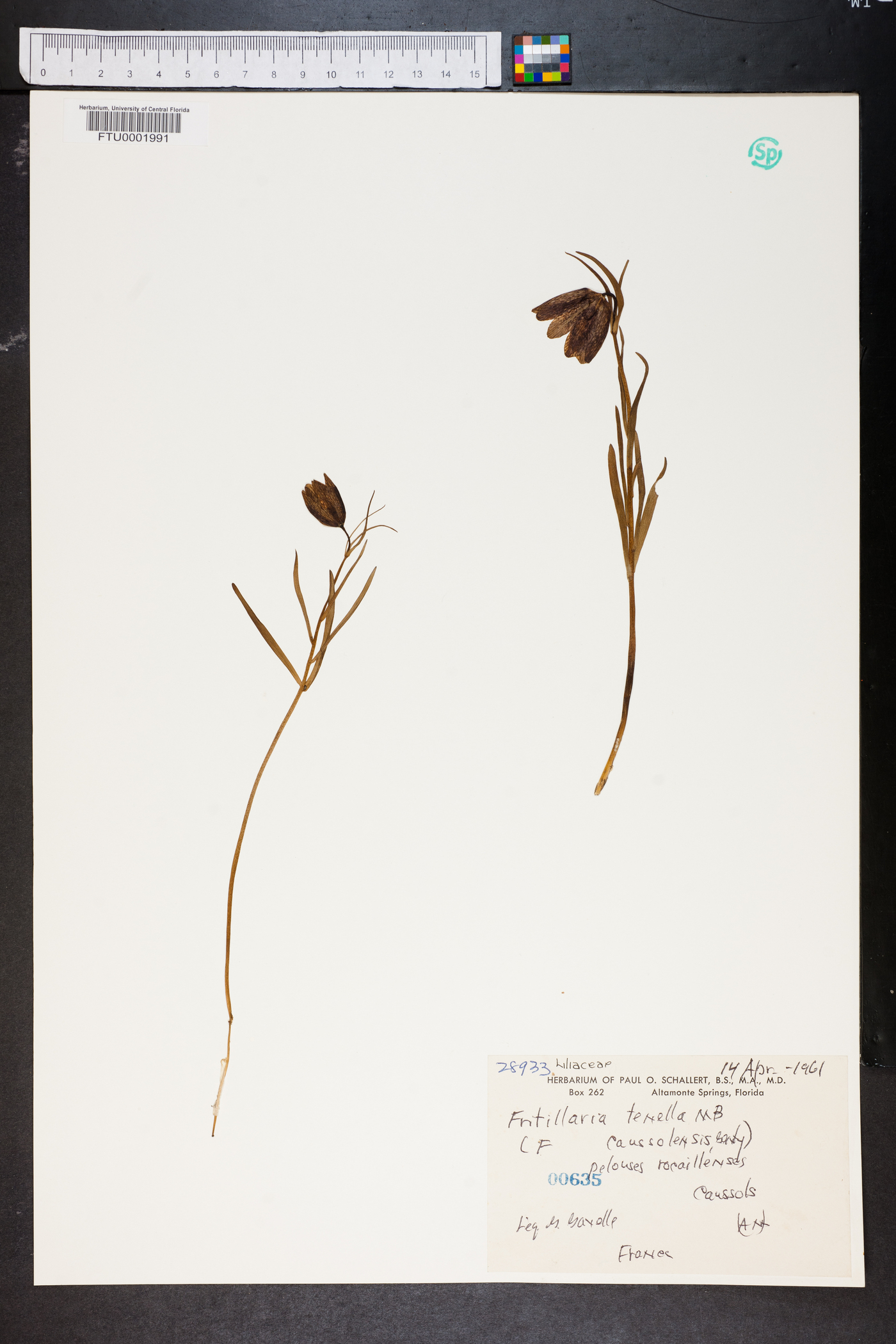 Fritillaria orientalis image