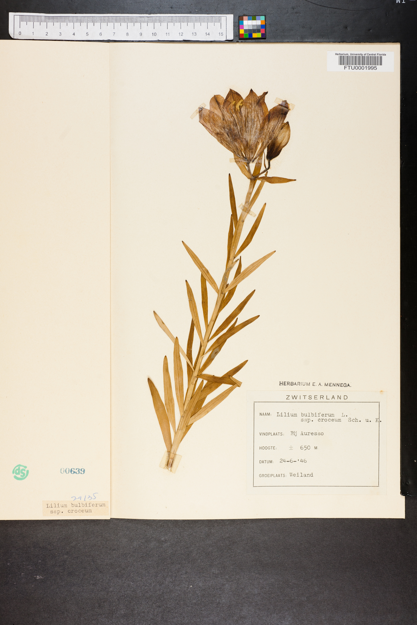 Lilium bulbiferum image