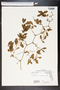 Smilax auriculata image