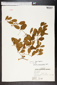 Smilax auriculata image