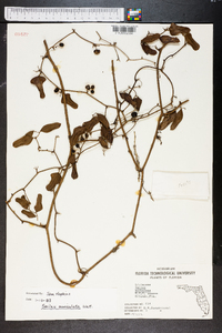 Smilax auriculata image