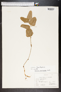 Smilax auriculata image