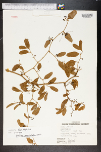 Smilax auriculata image