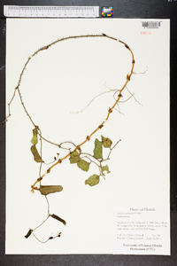 Smilax auriculata image